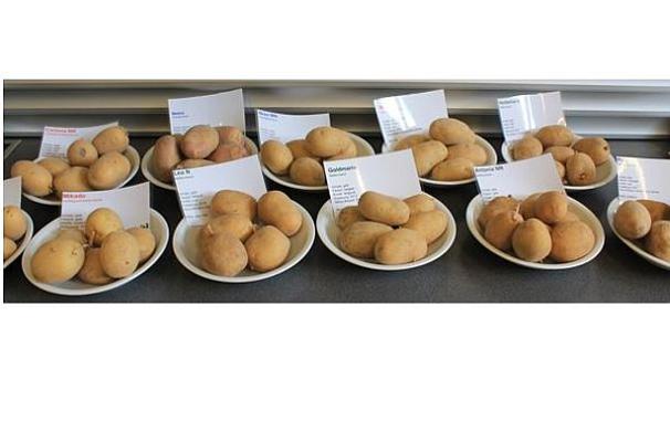 Kartoffelsorten Knollen