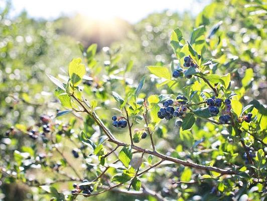 Blaubeeren Strauch Blaubeeren Strauch