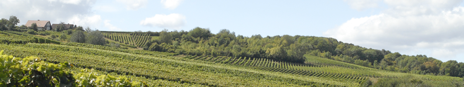 Weinberge, im Hintergrund Bäume © Dienstleistungszentren Ländlicher Raum