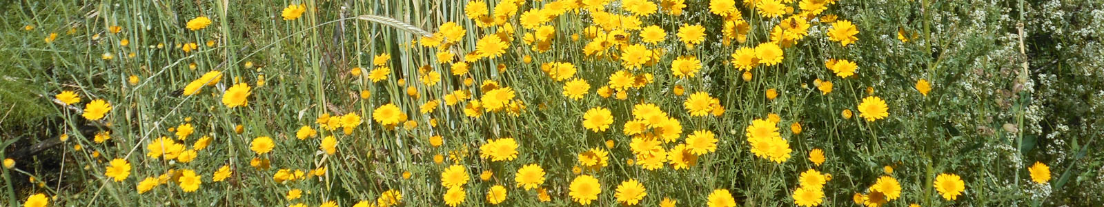 Gelbe Wildblumen ©DLR