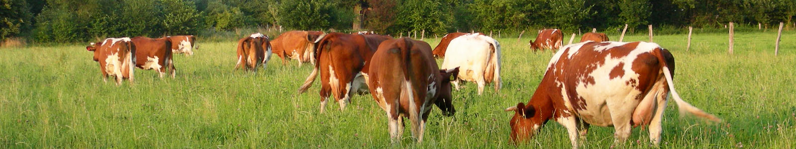 Kühe auf der Weide ©C. Cypzirsch