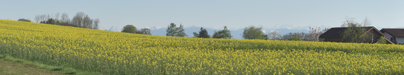 Rapsfeld mit Gebirge im Hintergrund ©Feuerbach